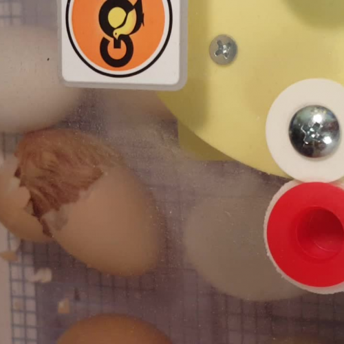 Chick hatching 4/19/16