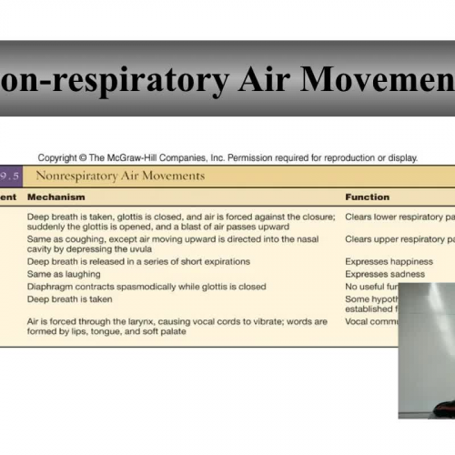 lung physiology