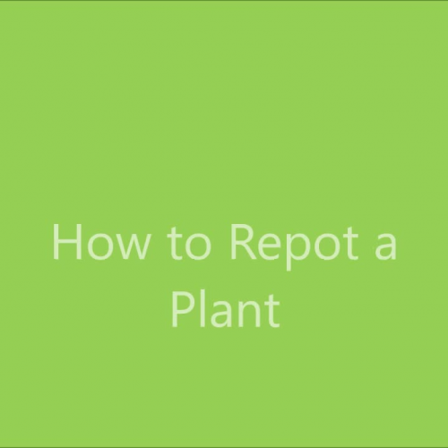How to re pot a plant