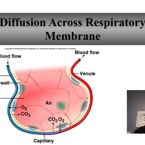 Gas Exchange and Transport