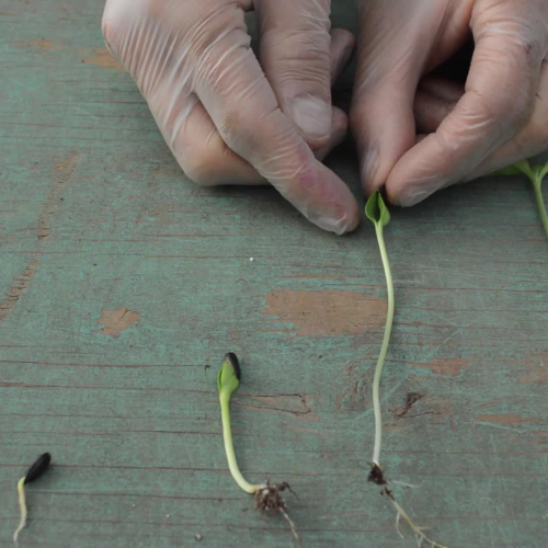 Sunflower Microgreens