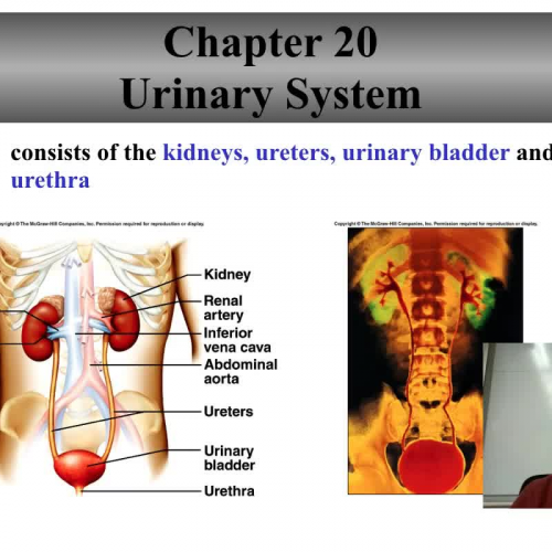 Urinary system overview and kidney structure and function