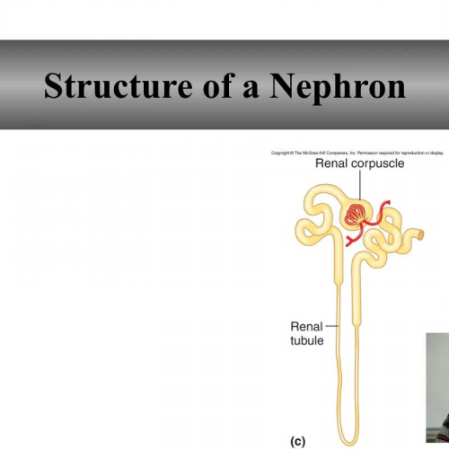 The Nephron