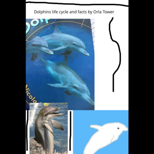 Animal Research: Dolphins