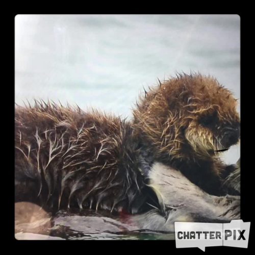 Otter ChatterPix 