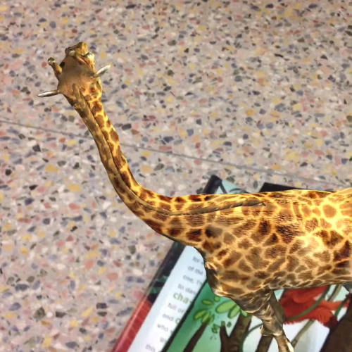 Riddle Hayden Kasi A