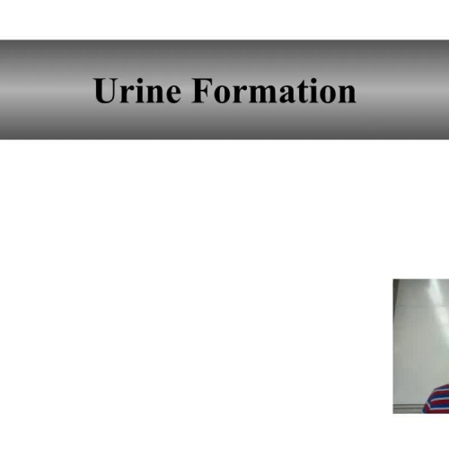  Urine Formation