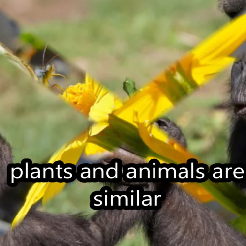 Plants and Animals Movie Project