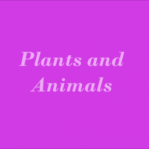 Plants and Animals Movie Project