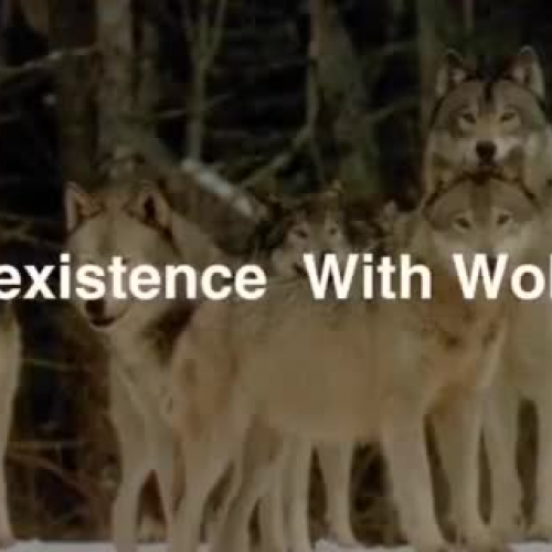 Co-existence with Wolves