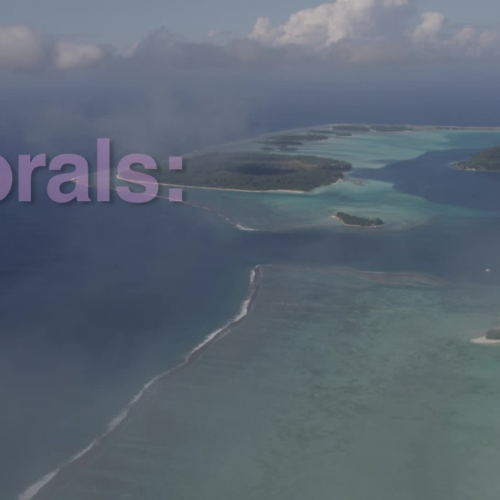 Corals: The Birds and the Bees