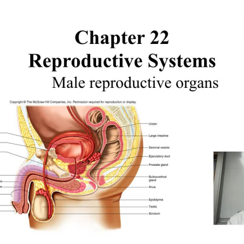 Into the the male reproductive system