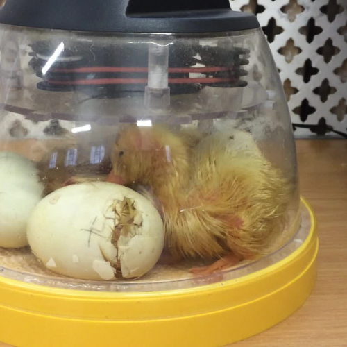 Young England Ducklings 2016