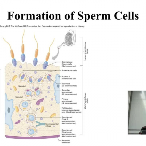 Spermatogenesis and Sperm Structure