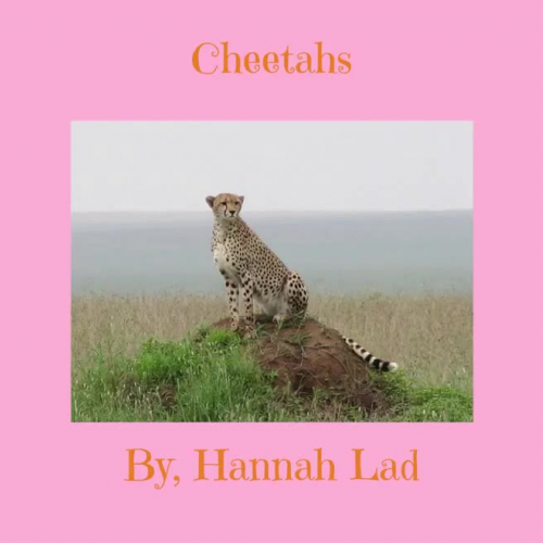 Cheetahs