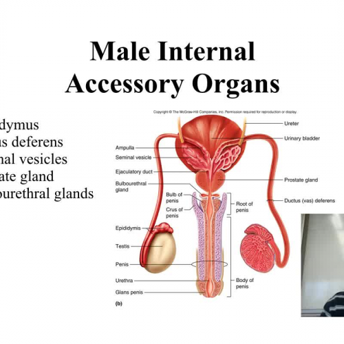 Accessory Structures of the male reproductive system