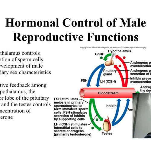 Role of hormones in regulating the male reproductive system.