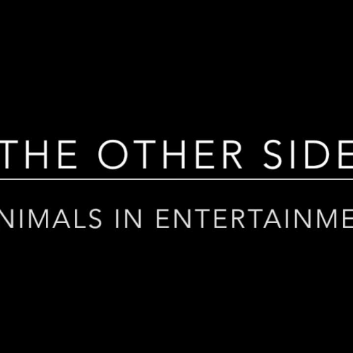 The Other Side - Animals in Entertainment