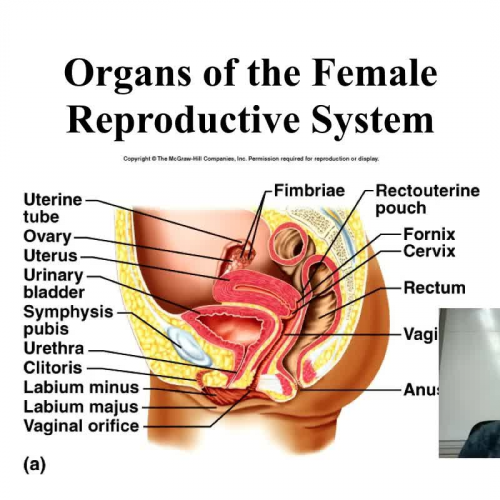 Introduction to the Female Reproductive System