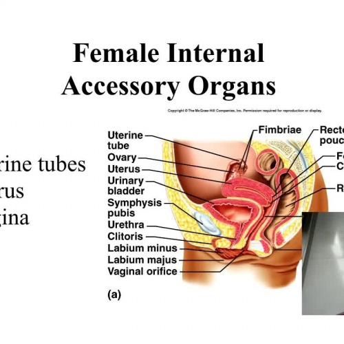 Accessory Structures of the Female Reproductive System.