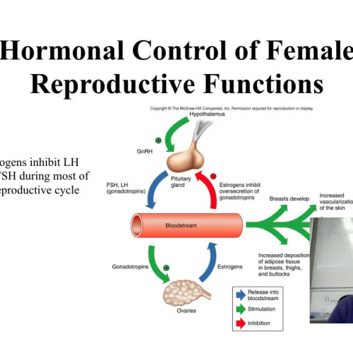 The Role of Hormones in the Female Reproductive System