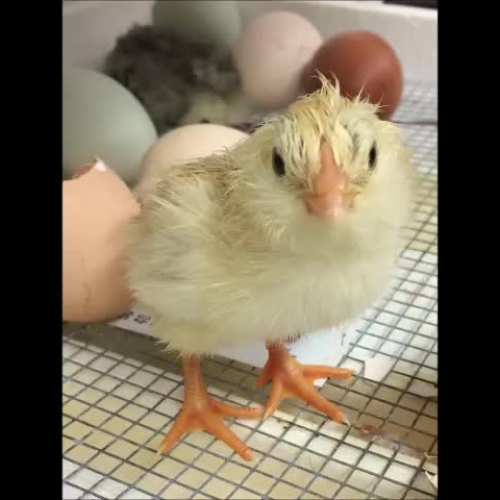 Chicks hatch in the GWS STEAM lab!