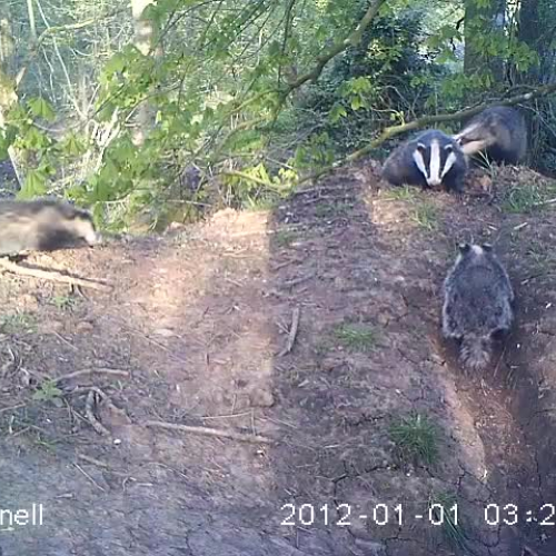 Badgers at Folly Farm