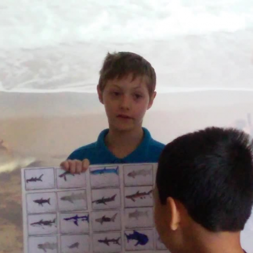 The  Shark Identifier 