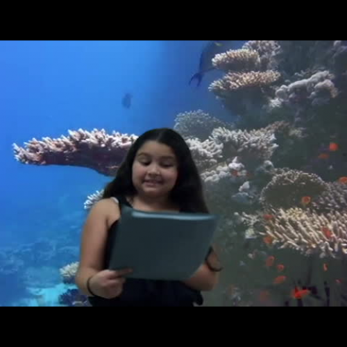 Erica's Coral Reef Presentation