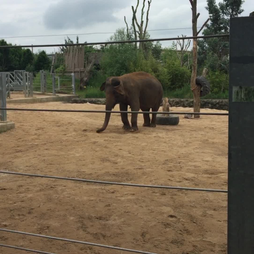 Twycross Zoo Asian Elephant