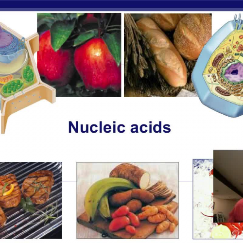 Nucleic Acids