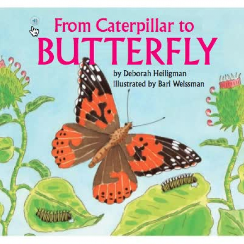 Lesson 17 From Caterpillar to Butterfly