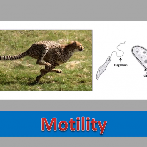 Motile and Immotile Organisms