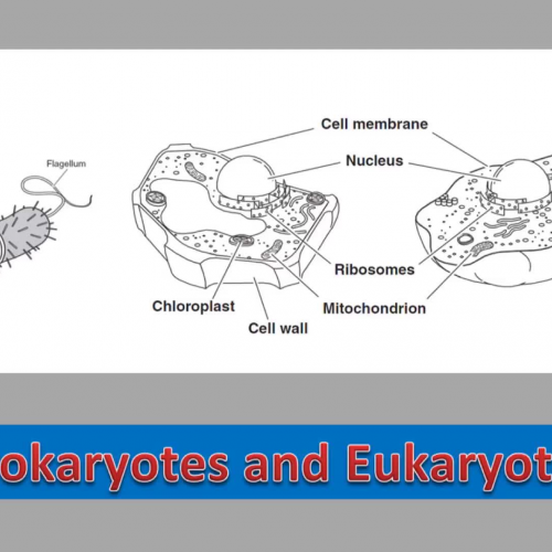 Prokaryotic and Eukaryotic Organisms