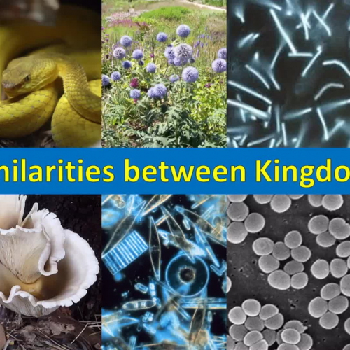 Similarities Between all Organisms