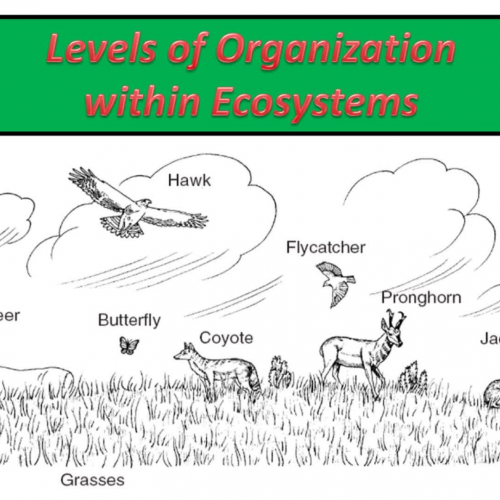 Levels of Organization in Ecosystems
