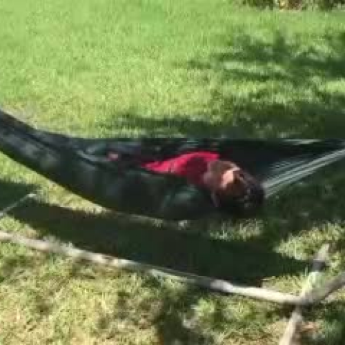 describing the family visual