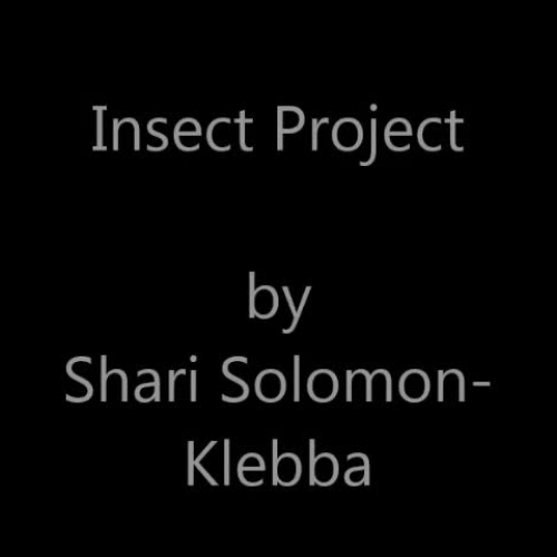 Insect Project