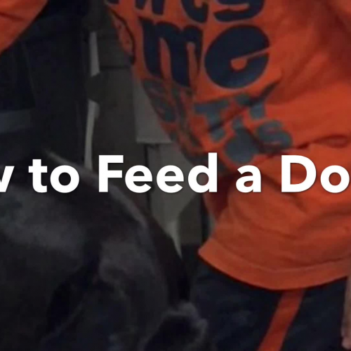 feed the dog