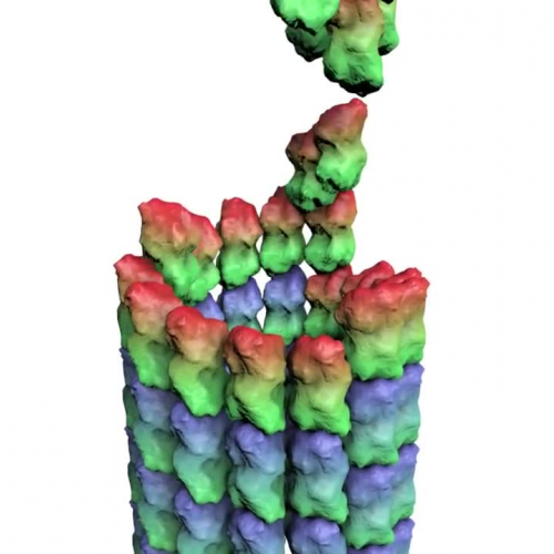 How a Microtubule Builds and Deconstructs
