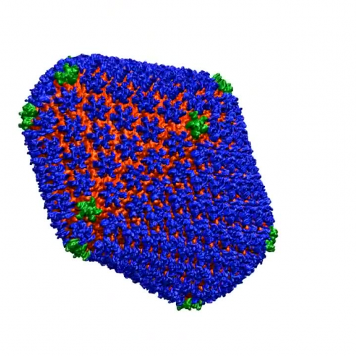 Structure of an HIV Capsid