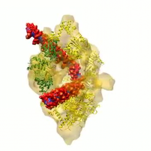 Model of the Origin Recognition Complex Bound to DNA
