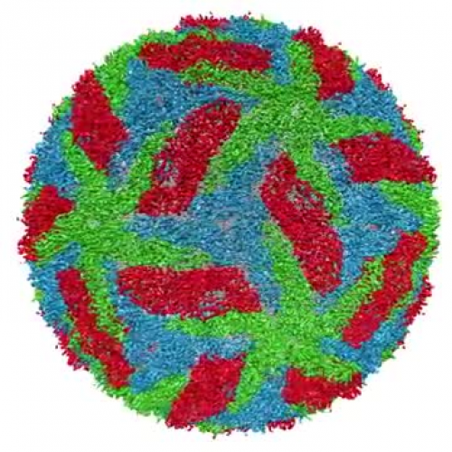Cryo-electron Microscopy of the Dengue Virus Shows Protective Membrane and Membrane Proteins