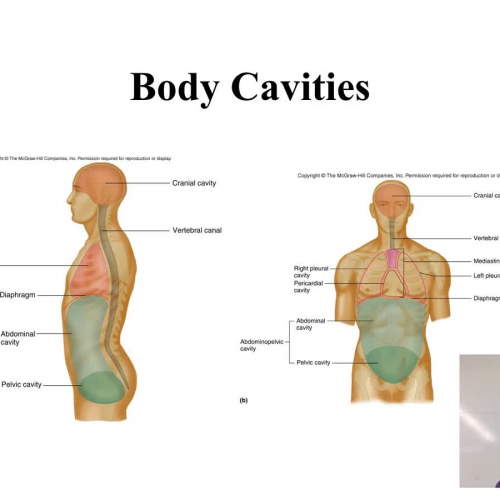 Body Cavities and Membranes