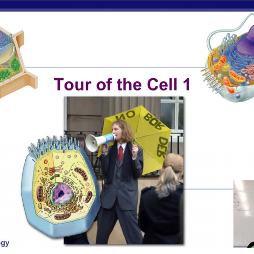 Introduction to Cells