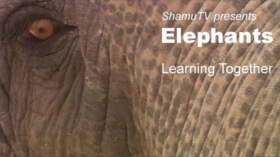 ShamuTV: Elephants - Learning Together
