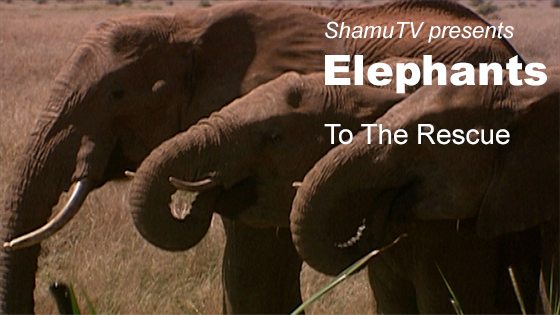 ShamuTV: Elephants - To The Rescue