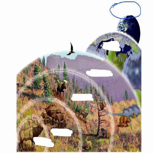 Biology - Chapter 3.1 Lesson