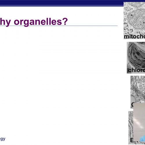 Why Organelles?