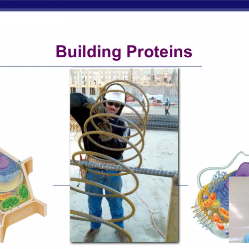 Cell Jobs 1 Making Proteins